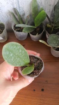 Product Review of RIEKE ARTIFICIAL PLANT ANGREK CATTY 6 PCS - KUALITAS TERJAMIN ESTETIK from l**e 2