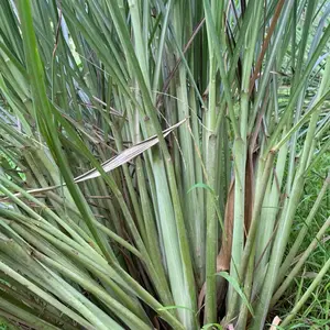 Sereh Segar 1kg | bumbu masakan | jamu