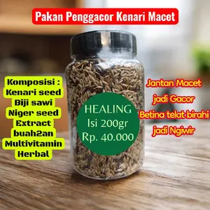 Healing pakan penggacor kenari Jantan macet jadi Gacor,  Betina macet Jadi ngiwir