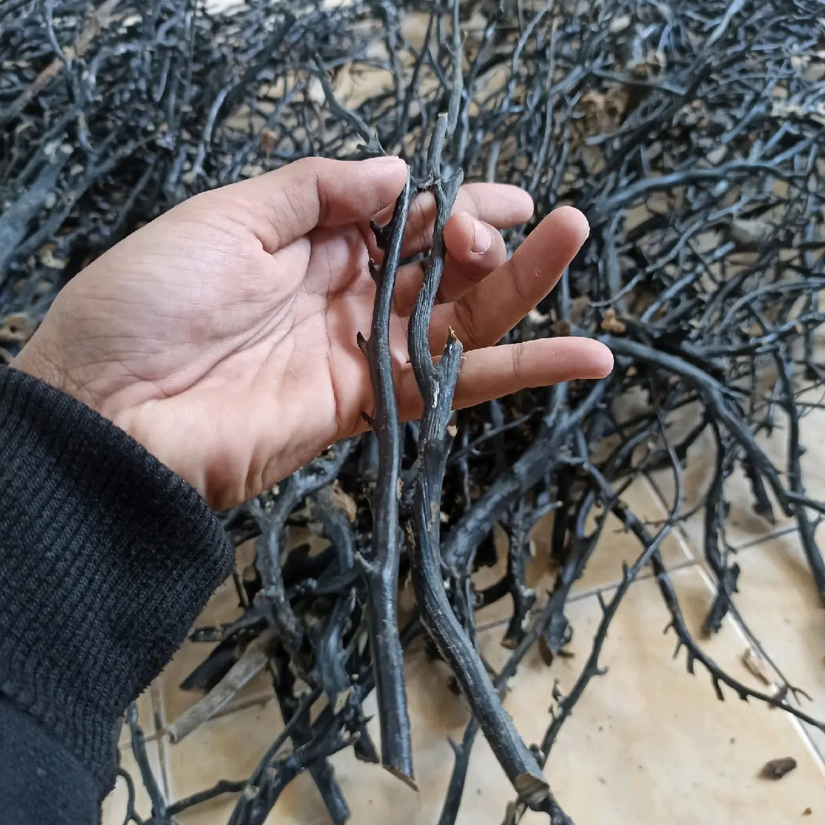 BAHAN AKAR BAHAR HITAM ZIZE KANTORAN BATANGAN
