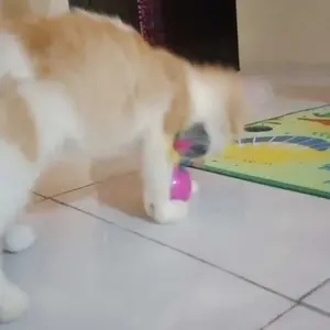 Mainan Kucing Bola Plastik Tikus Goyang Mainan Hewan Peliharaan Kucing Anjing Rattle Pet Toys Dog Cat Tumbler Mouse Swing Spring Mainan Per Kucing Bulu Goyang