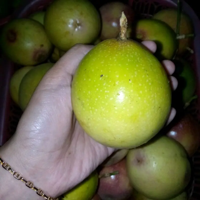 buah markisa merah mix kuning kualitas super berat 1 kg 4