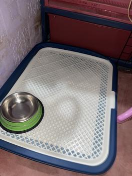 Product Review of 【D One】 Pet dog potty training mat Waterproof urinal mat indoor, pet dog training pee from s**8 0
