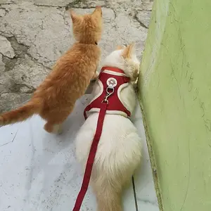 Rompi Tali Kekang Anjing dan Kucing Tali Kekang Hewan Peliharaan Anjing dan Kucing Tali Reflektif