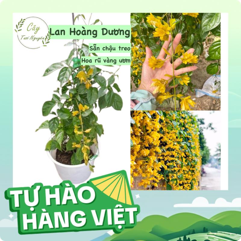   CHẬU TREO  CÂY HOA LAN HOÀNG DƯƠNG  CHUỖI NGỌC HOA VÀNG   cao 20-30cm  Hoa giống cảnh sân vườn giống hoa leo cổng ban công giống  hoa cây  rũ 