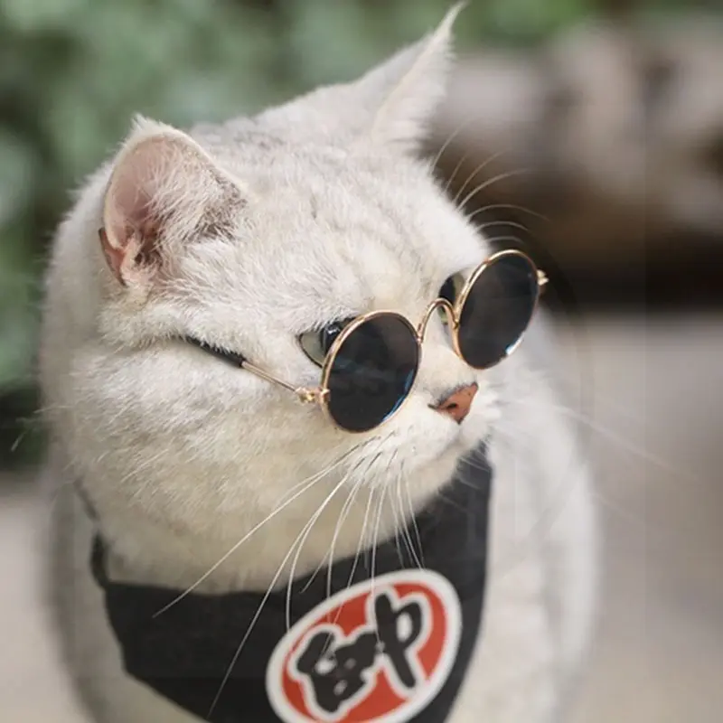 KACAMATA KUCING ANJING - Kacamata Gaya Keren Aksesoris Hewan Foto Fashion Kucing Anjing Pet Sunglasses Hewan Peliharaan 2