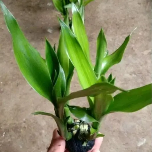 Tanaman Hias Banbu Hoki Green Aquascape per 3 pcs artificial