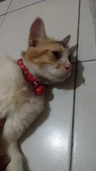 Product Review of Kalung Kucing Motif Pinquin Kunci Premium Lonceng Ufo from A** N**h 1