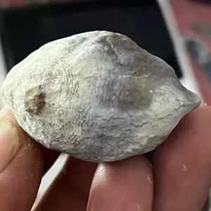 MUNCANG KEMIRI ADU JAWA ORI SI RUNGSING