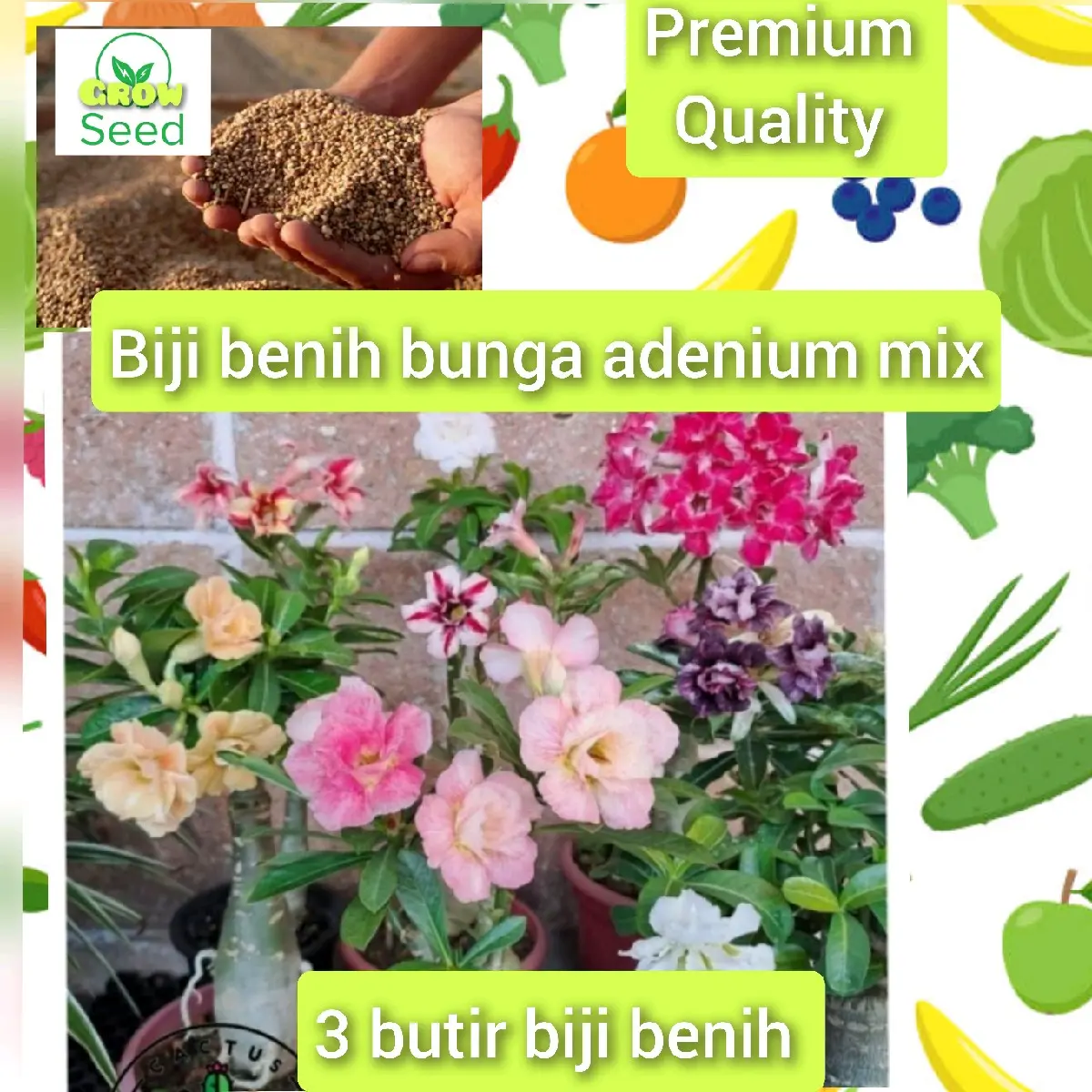 3 butir biji benih tanaman bunga ADENIUM MIX WARNA