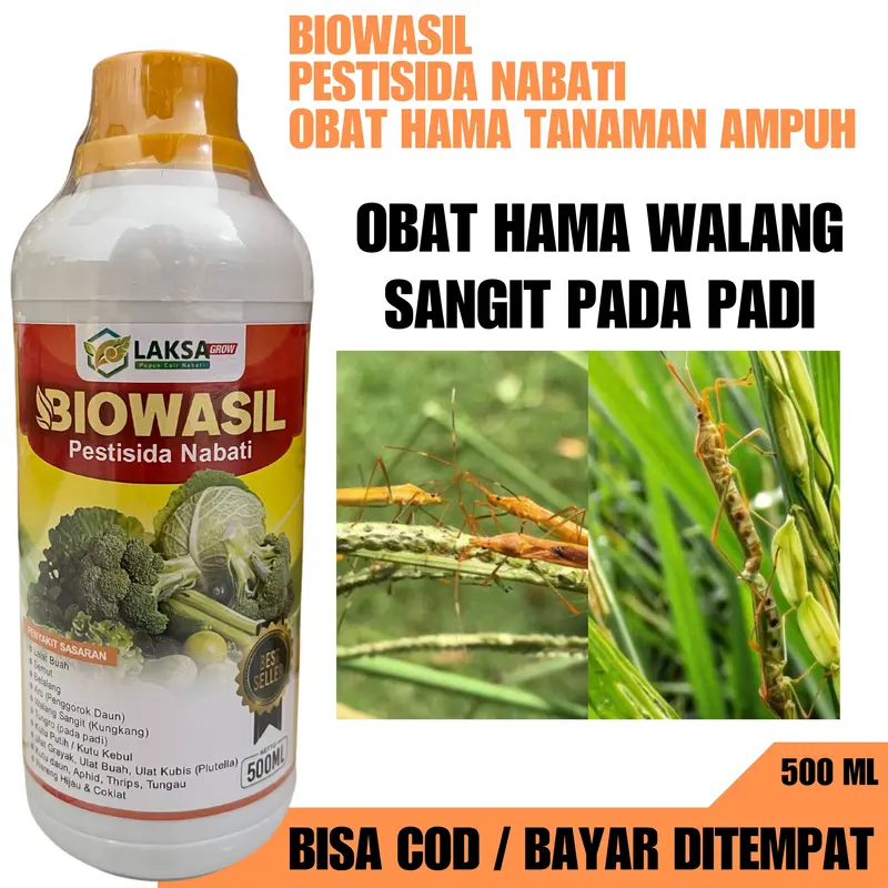 Pembasmi Hama Walang Sangit Pada Padi Paling Ampuh Biowasil Mampu Mengusir Hama Walang Sangit pada Tanaman Padi, Pupuk Pengendali Hama Walang Sangit Pada Padi Paling Ampuh dan Tokcer isi 500 ML 0