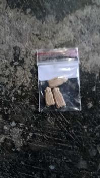 Product Review of 3 Benih Labu Air Panjang Balistik Super Bibit Sayuran Unggul Bintang Asia Tanaman Sayur Berkualitas from p**i 0