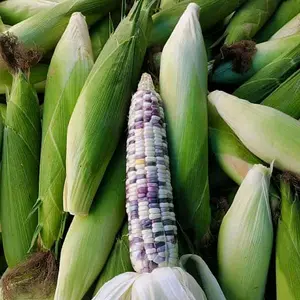 Jagung Ketan Batik 1 Kilogram | Kenyal Pulen