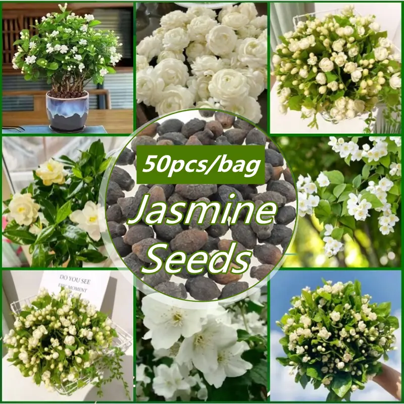 High Quality (100pcs/bag) Fragrant Jasmine Seeds for Planting Flowers Edible Jasmine Flowers Can Make Scented Tea Balcony Courtyard Decoration Jasmine Plants for Sale Flowering Plant Seed Bonsai Seed Real Plant Air Plants Live Plant Vegetable Seed