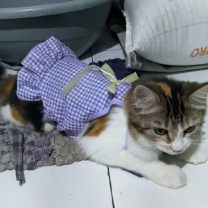 Baju Kucing Mini Dress Birizy Series Baju Kucing Size S-XXL | Baju Kucing Tangerang!