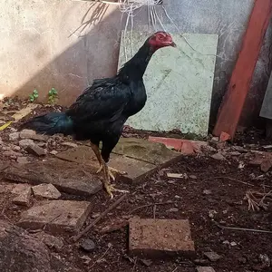 Pakan Kelinci Vital Rabbit 1KG by Citra Feed - Cocok untuk Semua Usia Kelinci