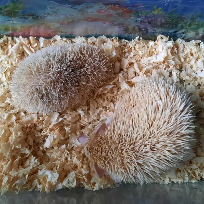 Pasir Zeolit Tatal Serut Kayu | Alas Pasir Hamster Landak Mini Kucing 4