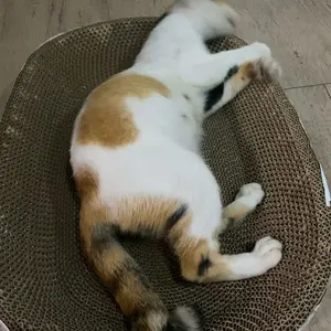 [GARANSI RUSAK] FOCAT X Garukan Papan Garuk Kucing Anjing Anabul Multifungsi M11/M14 Cakaran Tempat Tidur Anabul garukan kucing jumbo cat  scratcher Kucing Rug Hugger