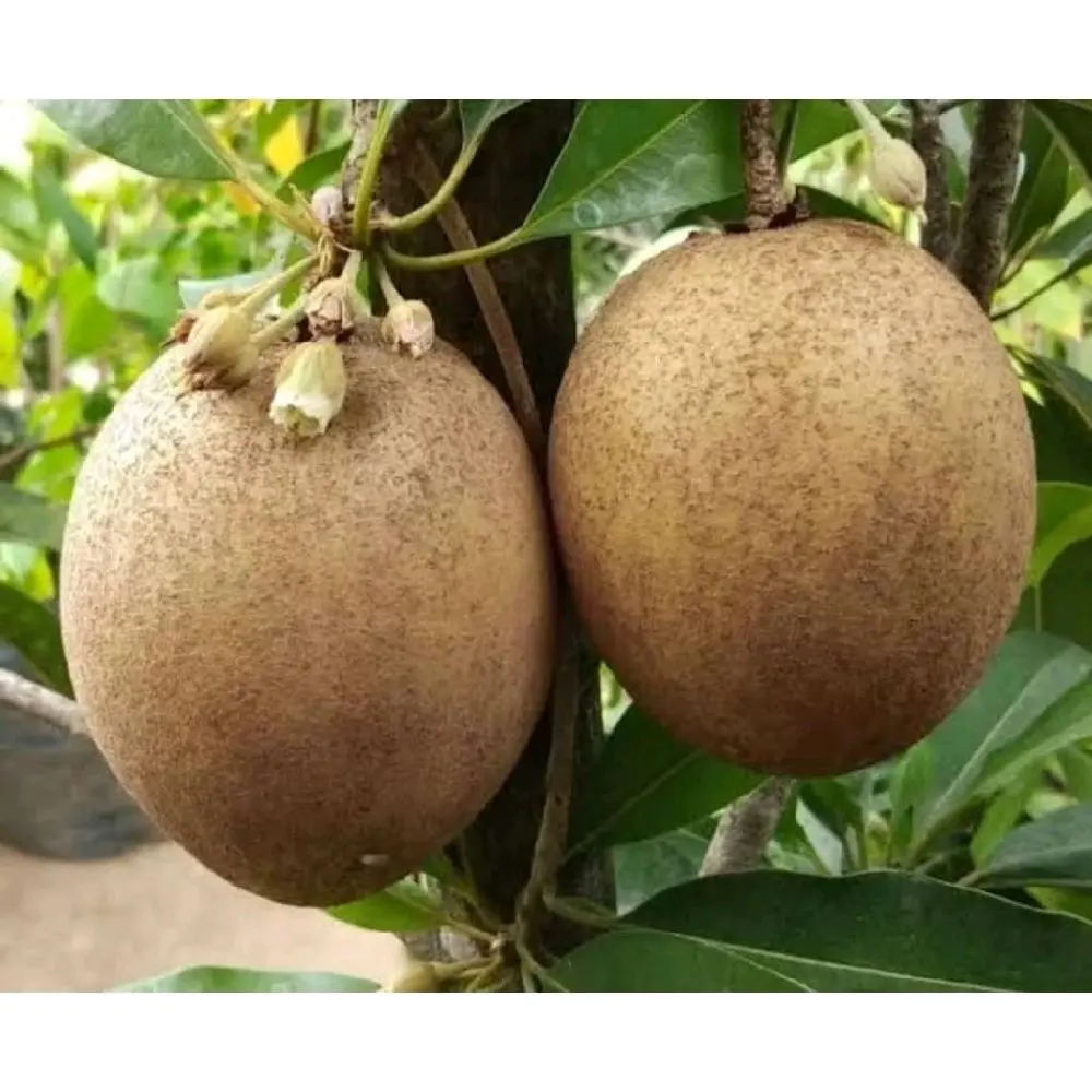 bibit tanaman SAWO JUMBO vietnam