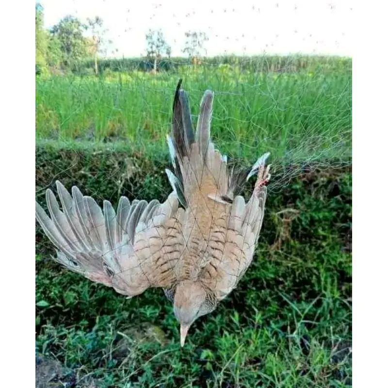 jaring burung perkutut/jaring burung/jaring segala burung/jaring burung siap pasang warna hitam