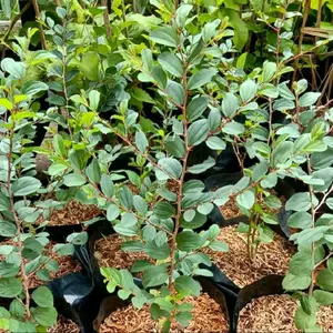 Bibit Tanaman Bidara Arab Asli (1 Paket Isi 4) - Media Ruqyah