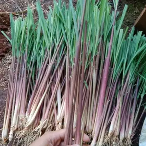 Bibit serai wangi merah/benih serai lanang ,sudah ada akar siap kirim
