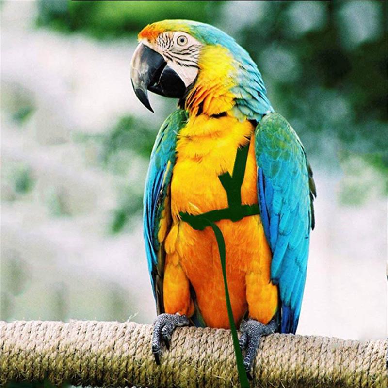 Product Introduction of 1PC Adjustable Birds Harness and Leash Parrot Harness Leash Training Supplies Pet Anti-bite Outdoor Flying Rope for Conures Budgerigar 11