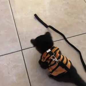 baju tuntunan sugarglider / tupai /hemser { size L }