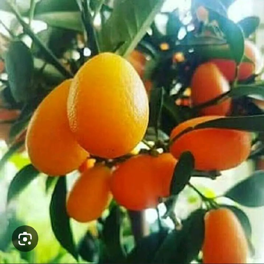 nagami sikecil tapi manis bisa langsung dimakan sama kulitnya