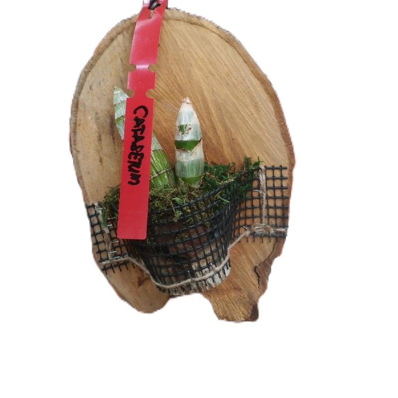 pasu slab berpasu mini kedekut - TikTok Shop Malaysia
