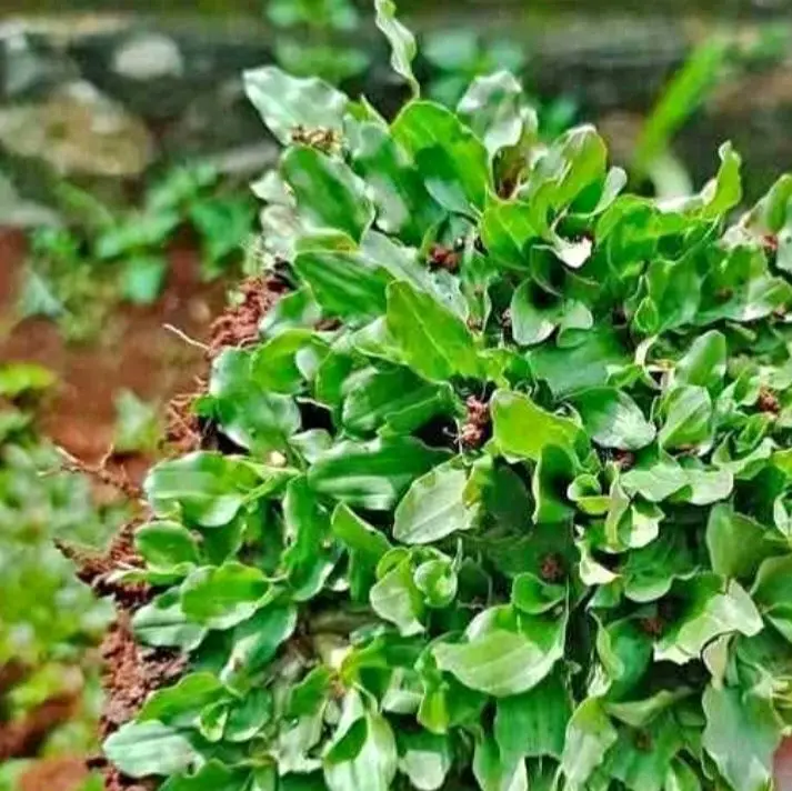 rumput gajah mini 1 meter²