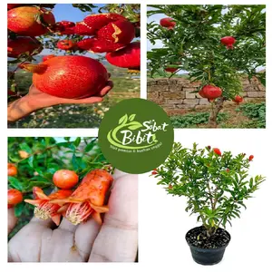 Bibit Delima merah jumbo sudah berbunga/berbuah