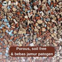 Gambar Lechuza Pon - Soil Free Media Tanam Super Porous Tanaman Hias dari workplant official Kota Surabaya 5 Tokopedia