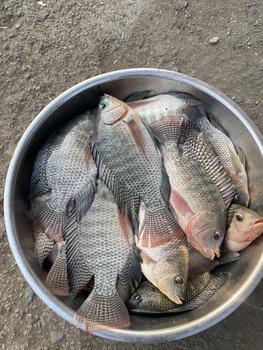 Product Review of Hương Gan Ngỗng 101 Chính Hãng Chuyên Dùng Cho Câu Cá Rô Phi Diêu Hồng - Bắt Cá, Fishing from L** h**u ** 0