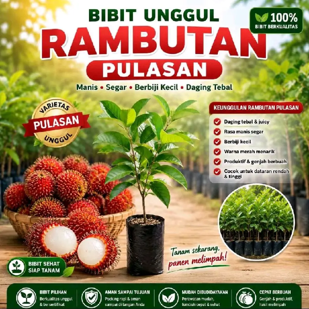 BIBIT UNGGUL RAMBUTAN PULASAN TERLANGKA