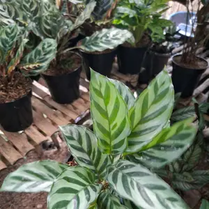 tanaman calathea fredy satuan