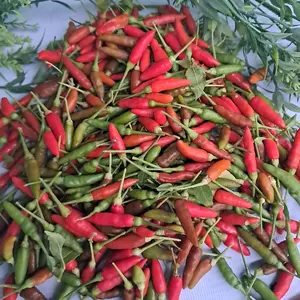 jual cabe rawit segar atu cengek 200  grm