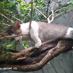 FURLOVE Dry Cat Food Freshpack 1 KG Makanan Kucing Kering Adult Kitten All Life Stage Salmon Tuna Chicken Fur Love