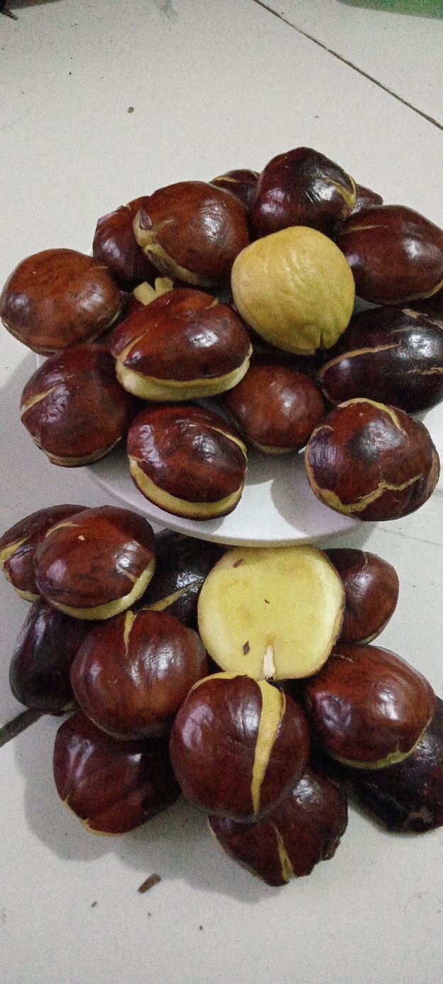 jengkol tua / sepi ,ukuran kecil/ abres sudah full sortir jengkol tua / sepi ,ukuran kecil/ abres sudah full sortir