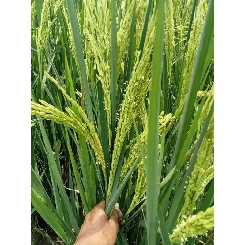 Benih/Bibit padi sertani 13 berkualitas supper unggul kemasan 1kg kelengkeng 4