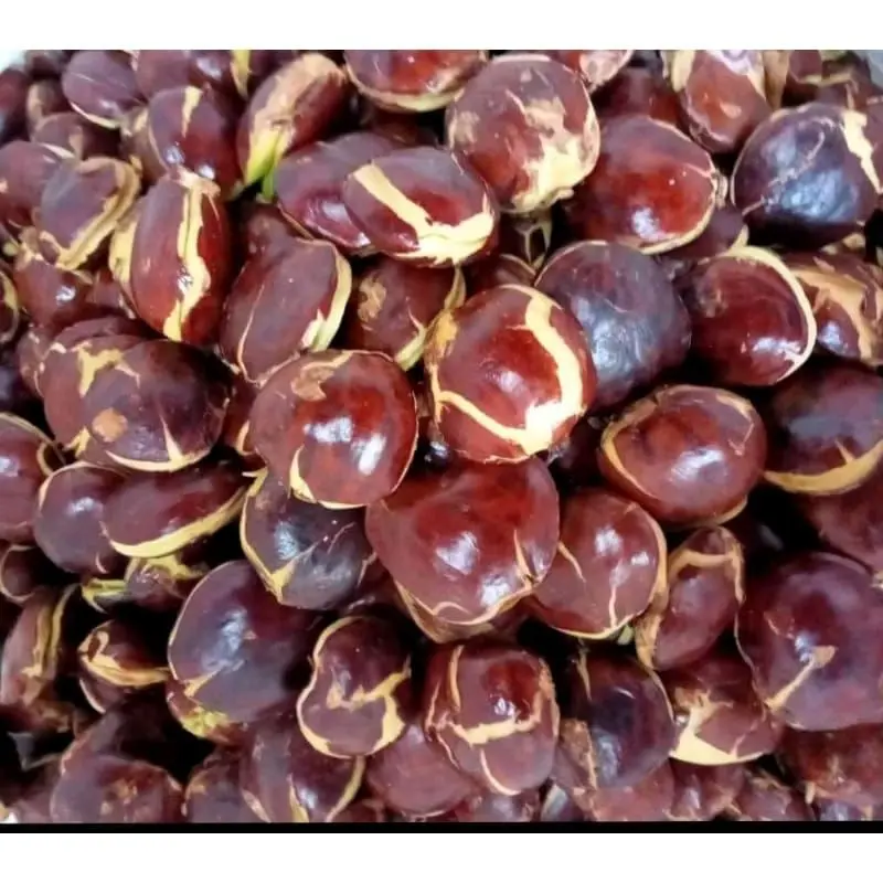 Jengkol Tua/Sepi Super Murag 1Kg Fresh Kecombrang 4