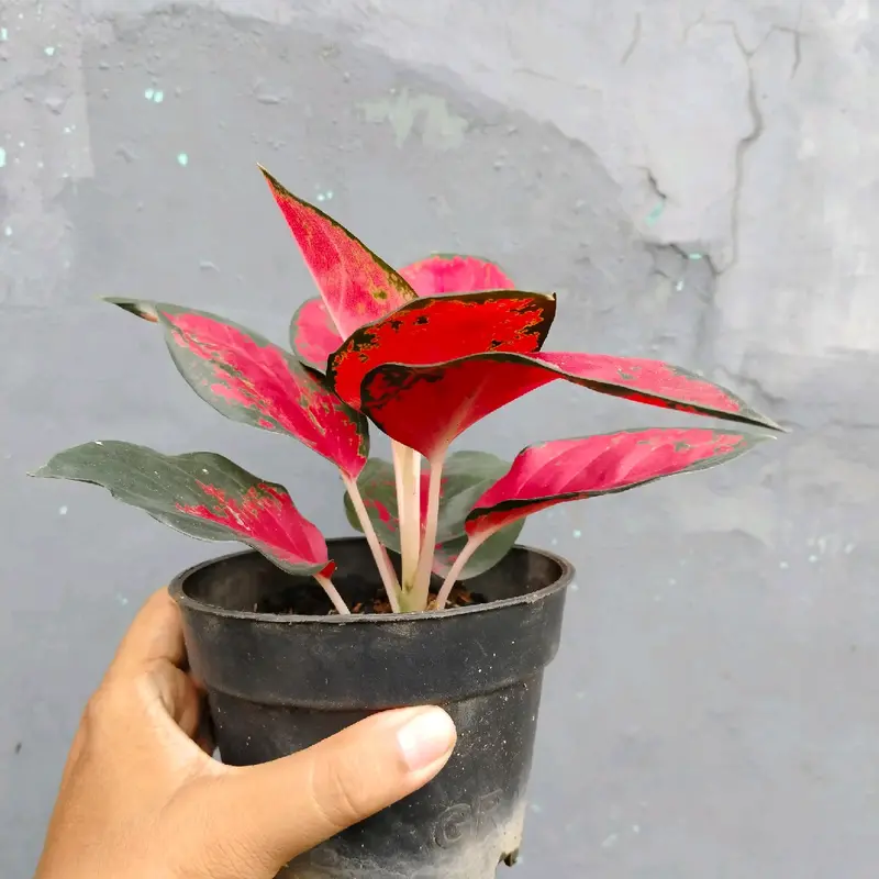 Aglonema Suksom jaipong Daun 8 1