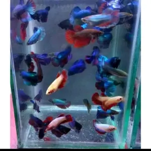 Makanan Betina Halfmoon Size S Sampai M Kualitas Terbaik Dikirim Random Siap Pakai