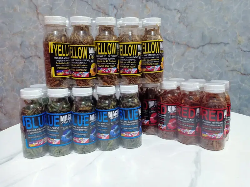 Pakan Ikan Maggot Color Bosster untuk Pertumbuhan Ikan yang Lebih Sehat 1