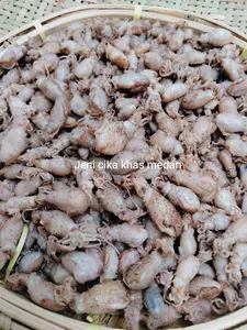 BABY CUMI TELUR/KHAS MEDAN