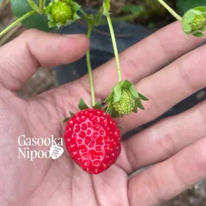 Varietas Tochiotome (Bibit Tanaman Strawberry Introduksi Jepang)