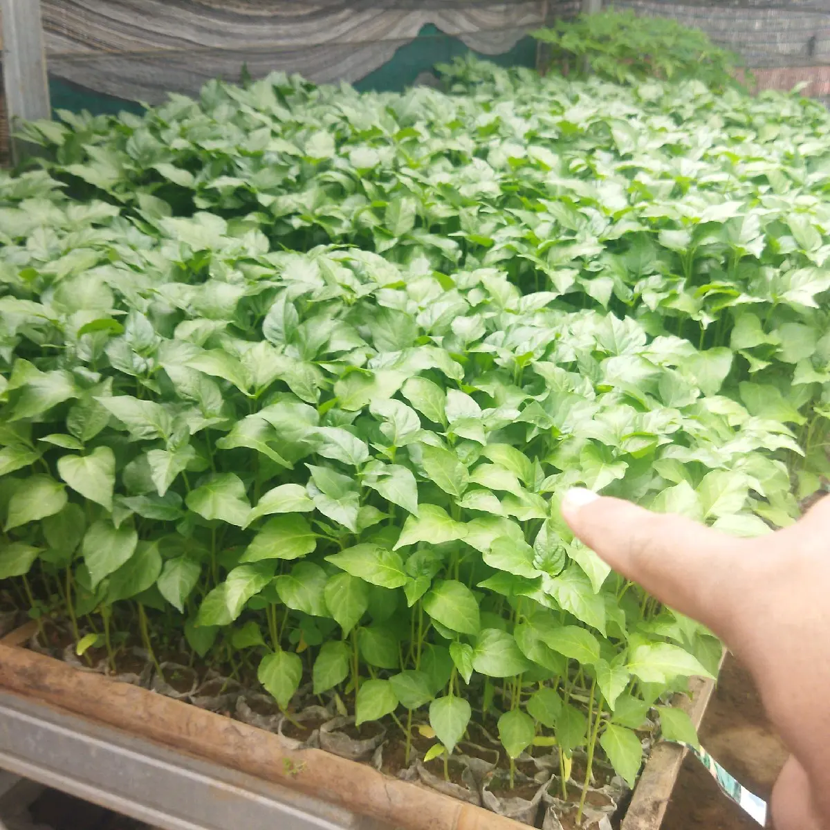25 batang pohon cabe ori212 siap tanam tidak pakai polybeg