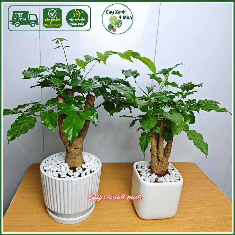  Cây hạnh phúc kèm chậu sứ để bàn cao 30-35cm 