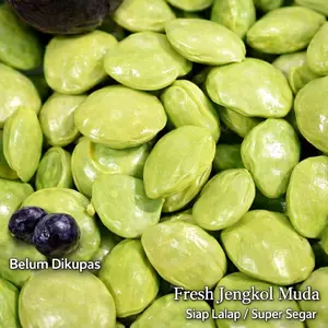 Jengkol Muda Fres 500gram Pilihan Bahan Lalapan Dipetik Langsung Belum Dikupas