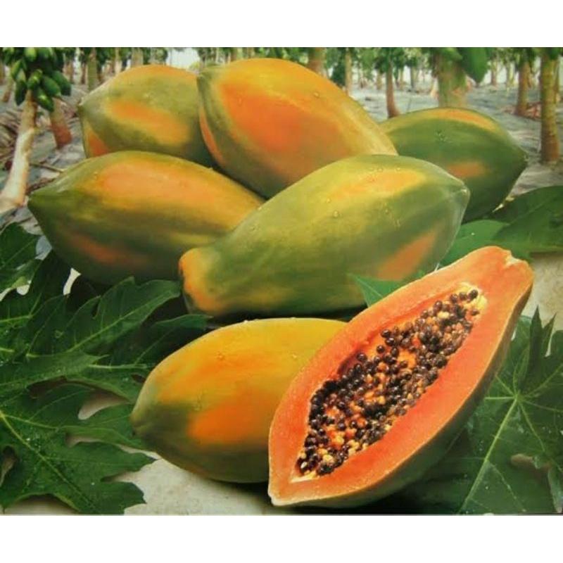 Benih Bibit Buah Pepaya Bangkok Unggul Pepaya Thailand 1